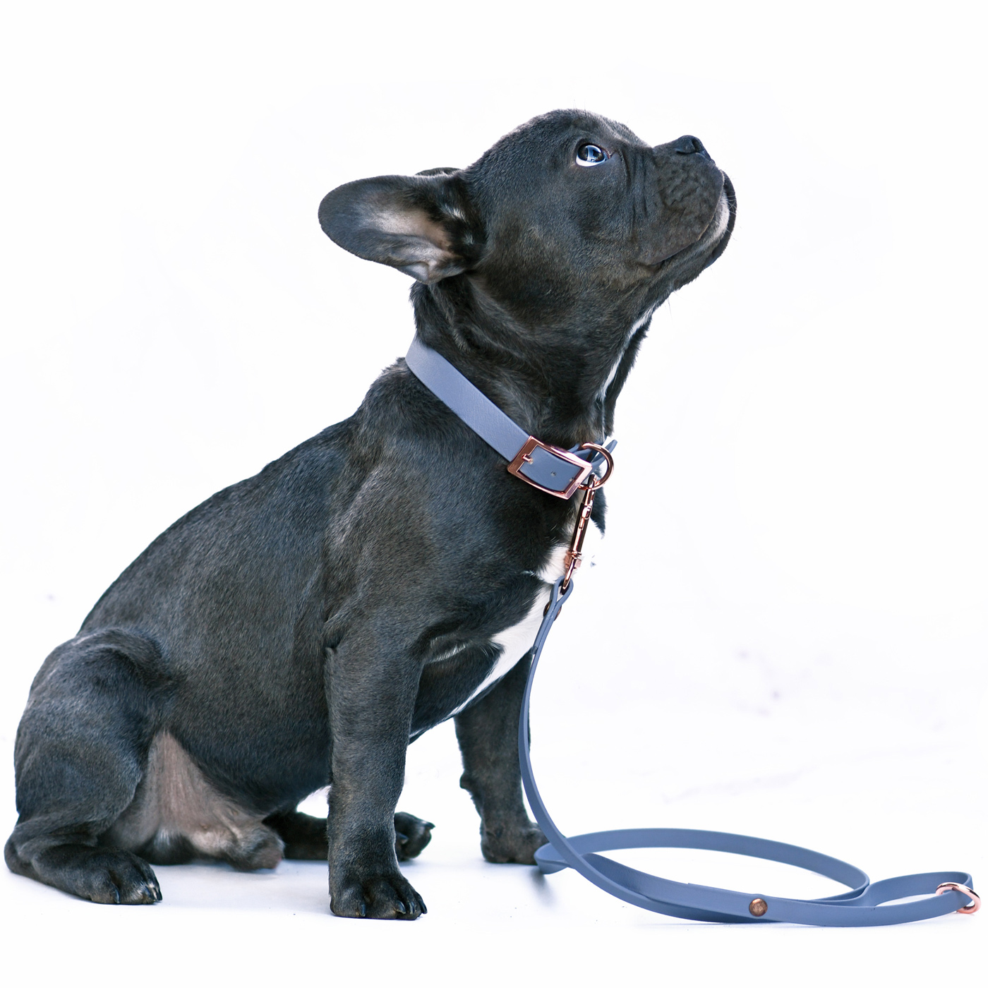 Französische Bulldogge mit einer hellblauen Führleine Hund