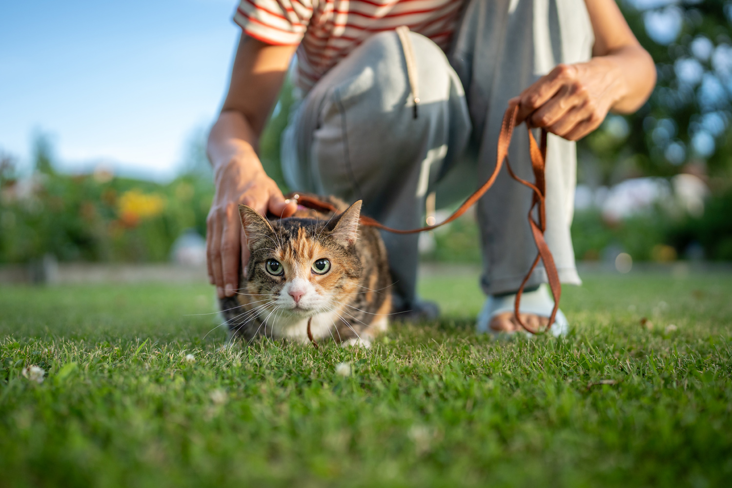 beispiel für katzenleinen