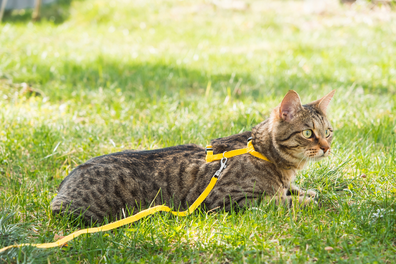 katzenleinen aus biothane