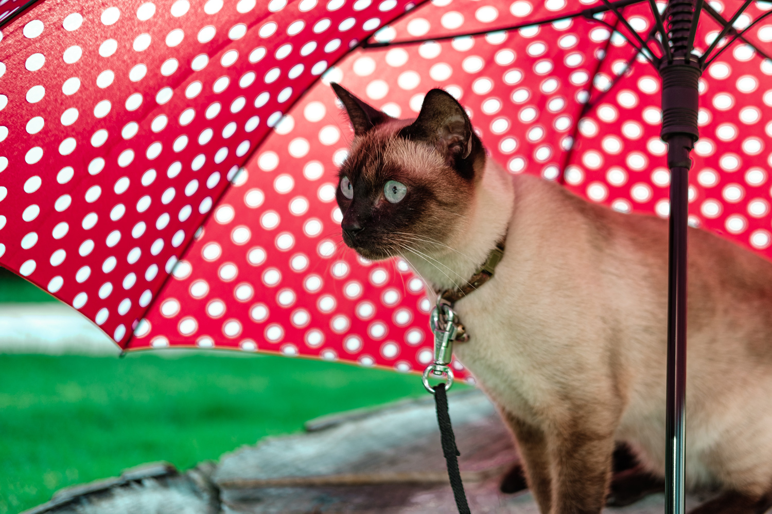 leine für katzenleinen