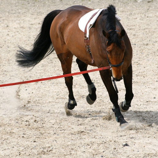 Longe Pferd in einer Halle