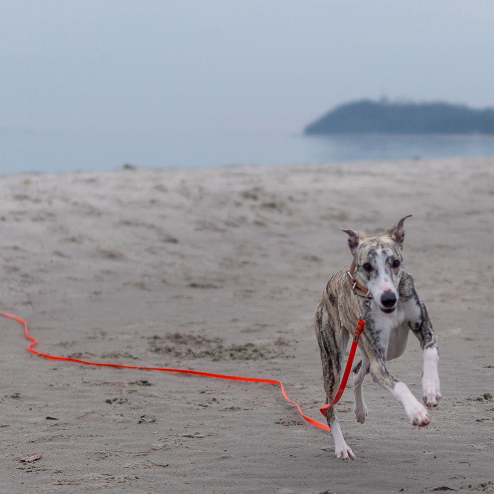 Hund mit Beta Biothane Schleppleine am Strand